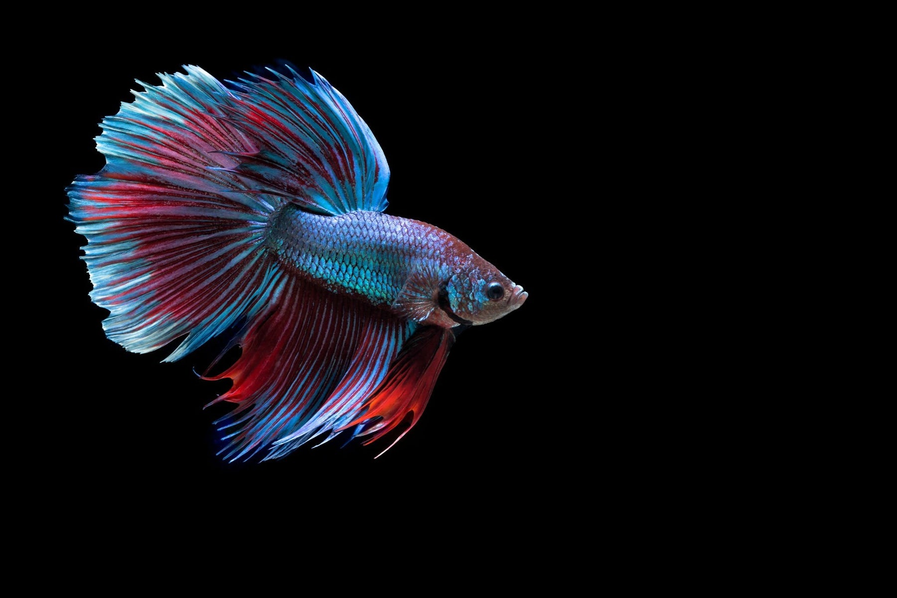 The Colorful World of Betta Fish: Care Guide and Tank Setup