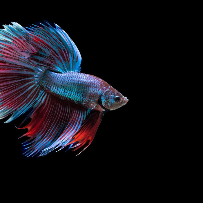 The Colorful World of Betta Fish: Care Guide and Tank Setup