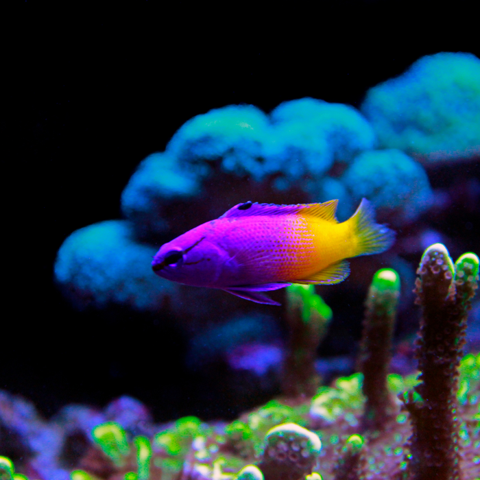 Beginner-Friendly Saltwater Fish for Your Tank