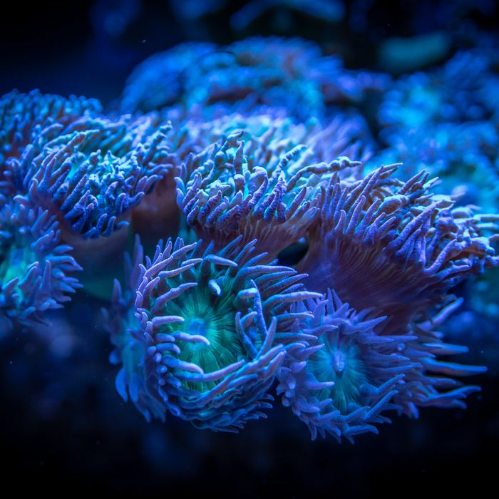 Coral Light Spectrum: Which Colors Promote Coral Growth?