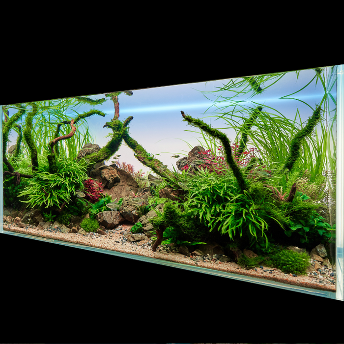 Creating Your First Aquascape: A Step-by-Step Guide