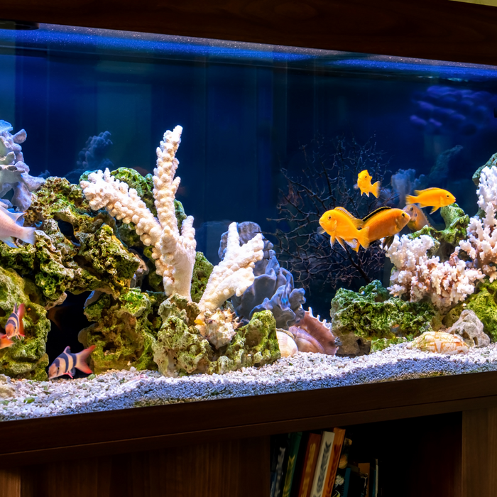 Setting Up Your First Freshwater Aquarium blog