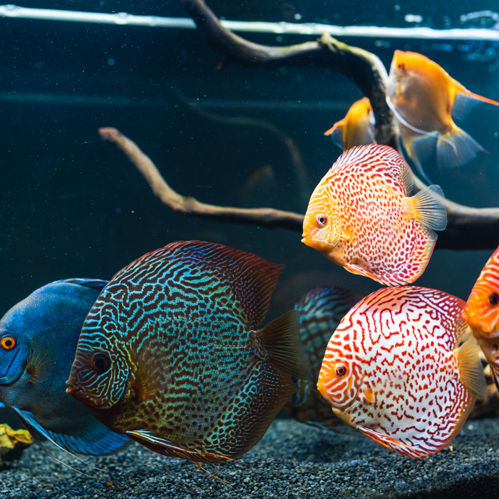 Creating a Peaceful Community Tank: Choosing Compatible Freshwater Fish