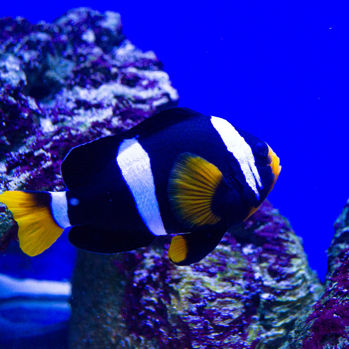 Enhancing Saltwater Fish Color and Vibrancy clownfish