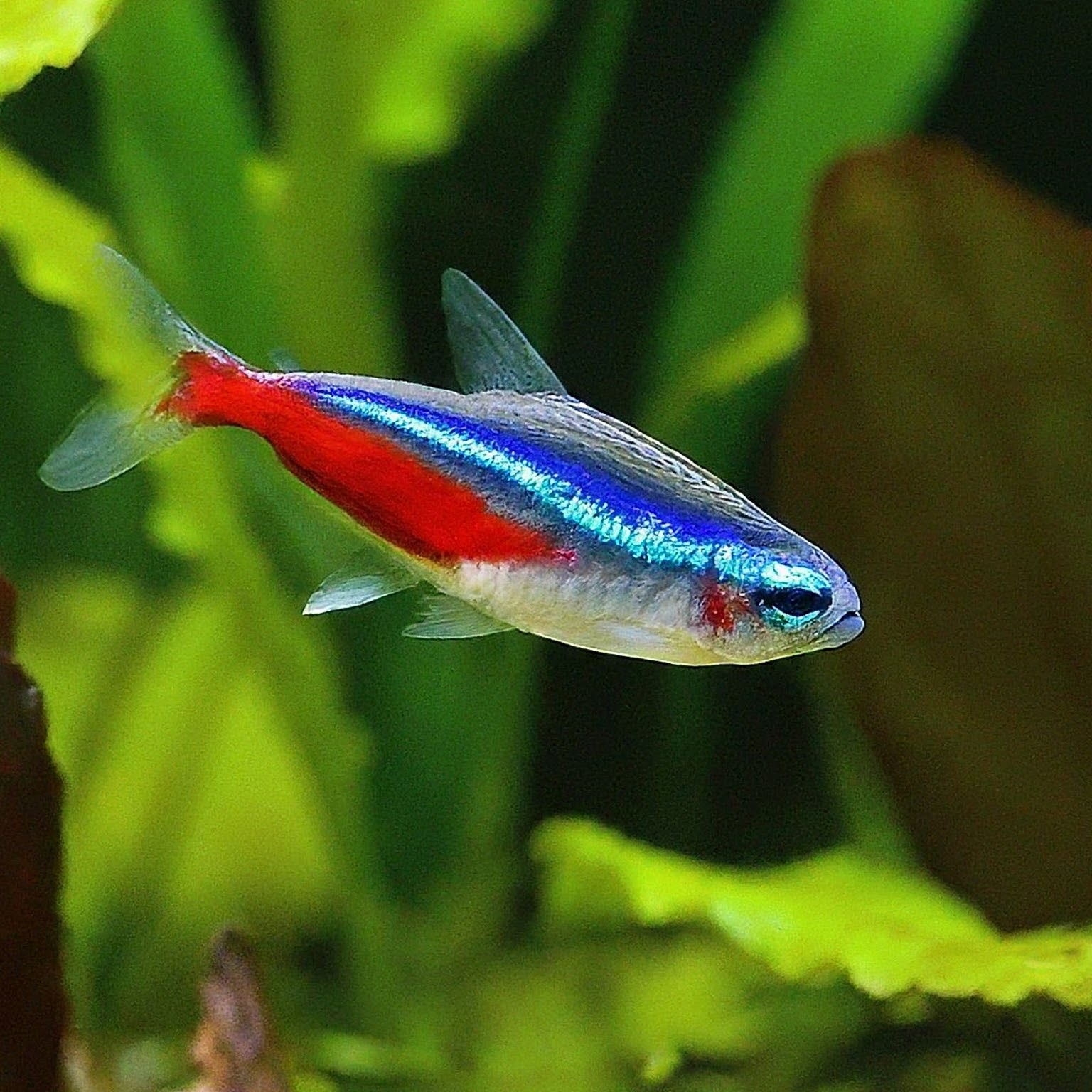 Peaceful Community Fish: Top 10 Vibrant Species for Your Freshwater Aquarium