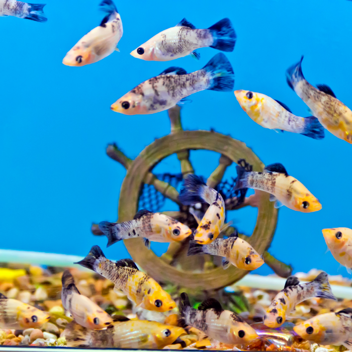 Avoid Overcrowding: Tips for a Balanced Freshwater Fish Tank blog 