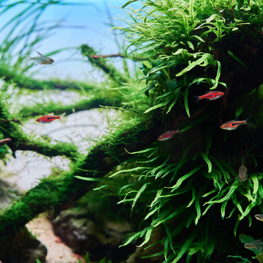 Why Are My Aquarium Plants Dying?