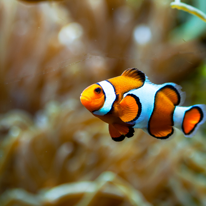 clownfish for blog post angel aquariums