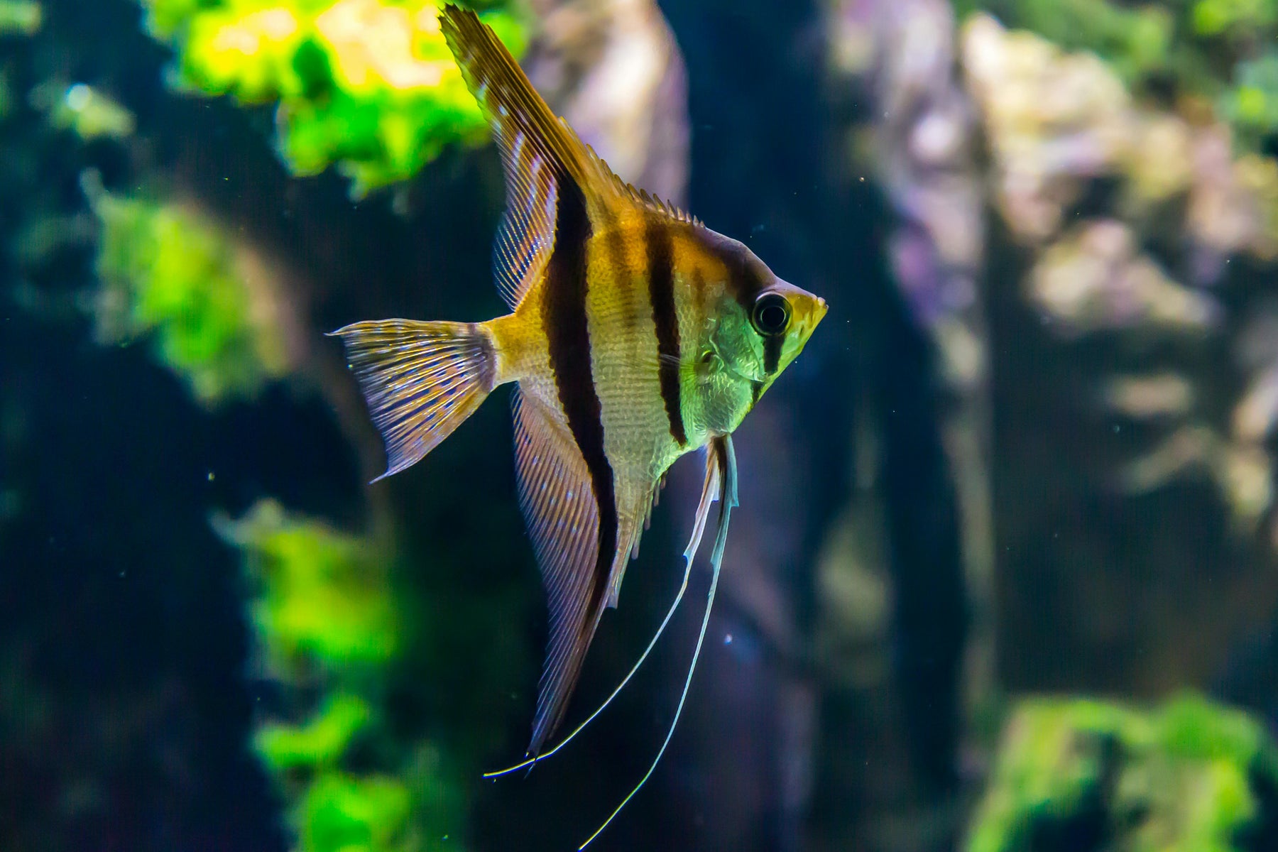 The Nitrogen Cycle and Why It Matters for Your Aquarium