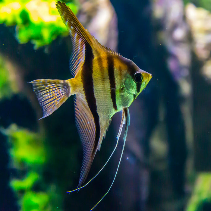 The Nitrogen Cycle and Why It Matters for Your Aquarium