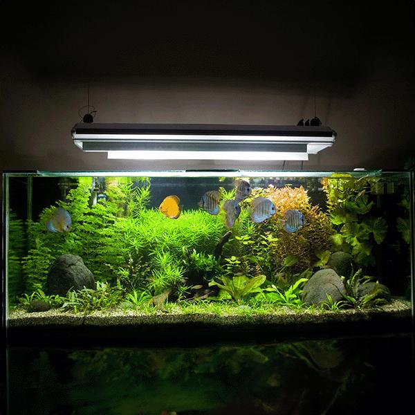 Angel Aquariums Freshwater Lighting