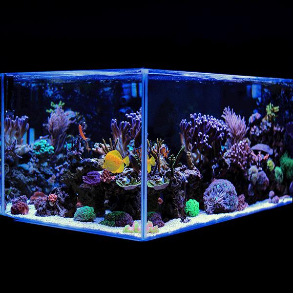 Angel Aquariums Saltwater Aquariums