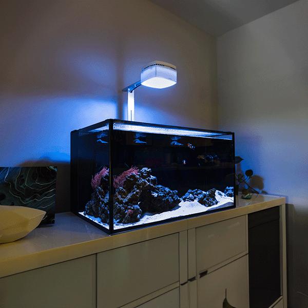 Angel Aquariums Saltwater Lighting