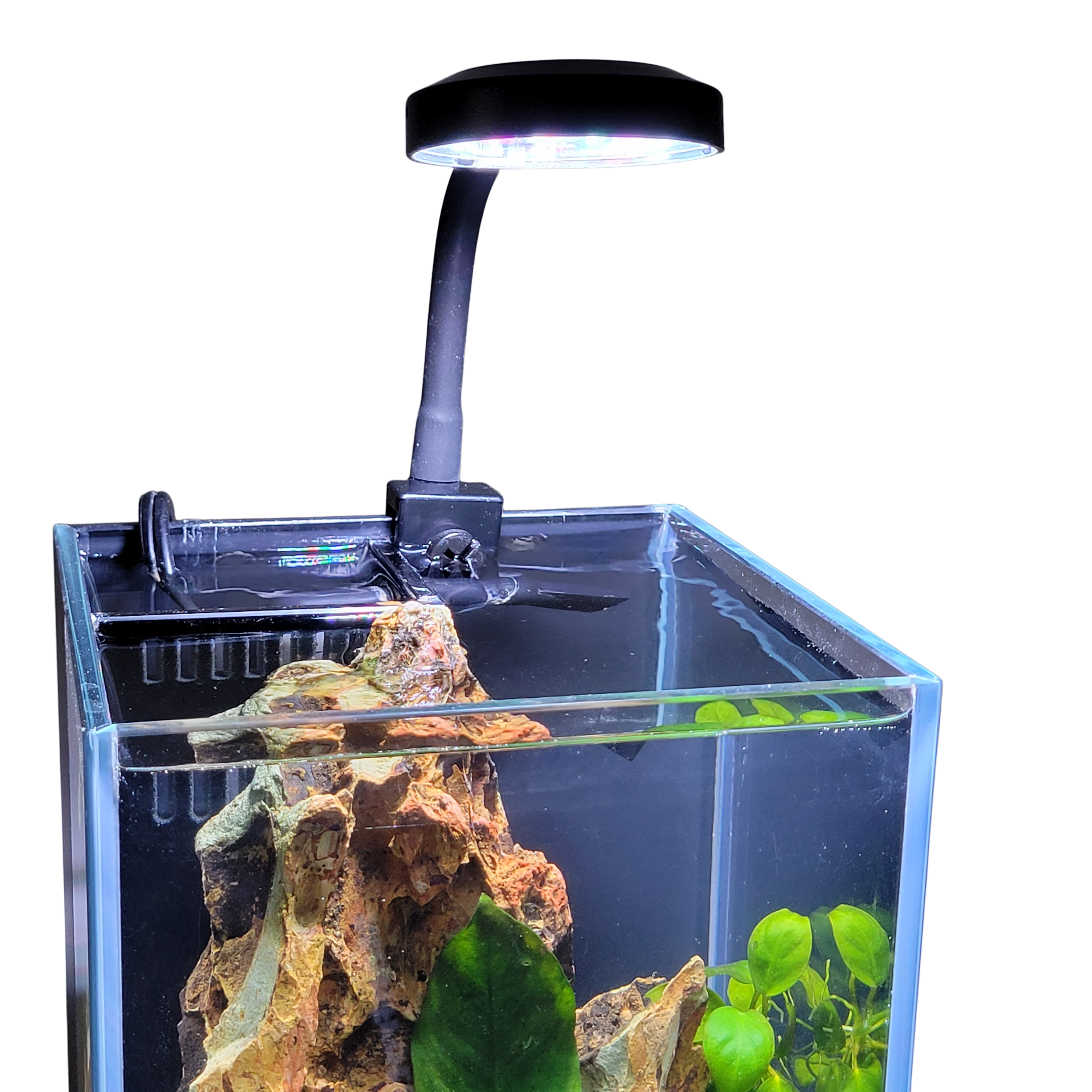 2.5" Clip-On Full Spectrum LED Aquarium Plant Light by Lifegard Aquatics installed in a 3 gallon planted aquarium that shines down on live plants