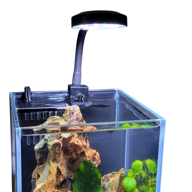 2.5" Clip-On Full Spectrum LED Aquarium Plant Light by Lifegard Aquatics installed in a 3 gallon planted aquarium that shines down on live plants