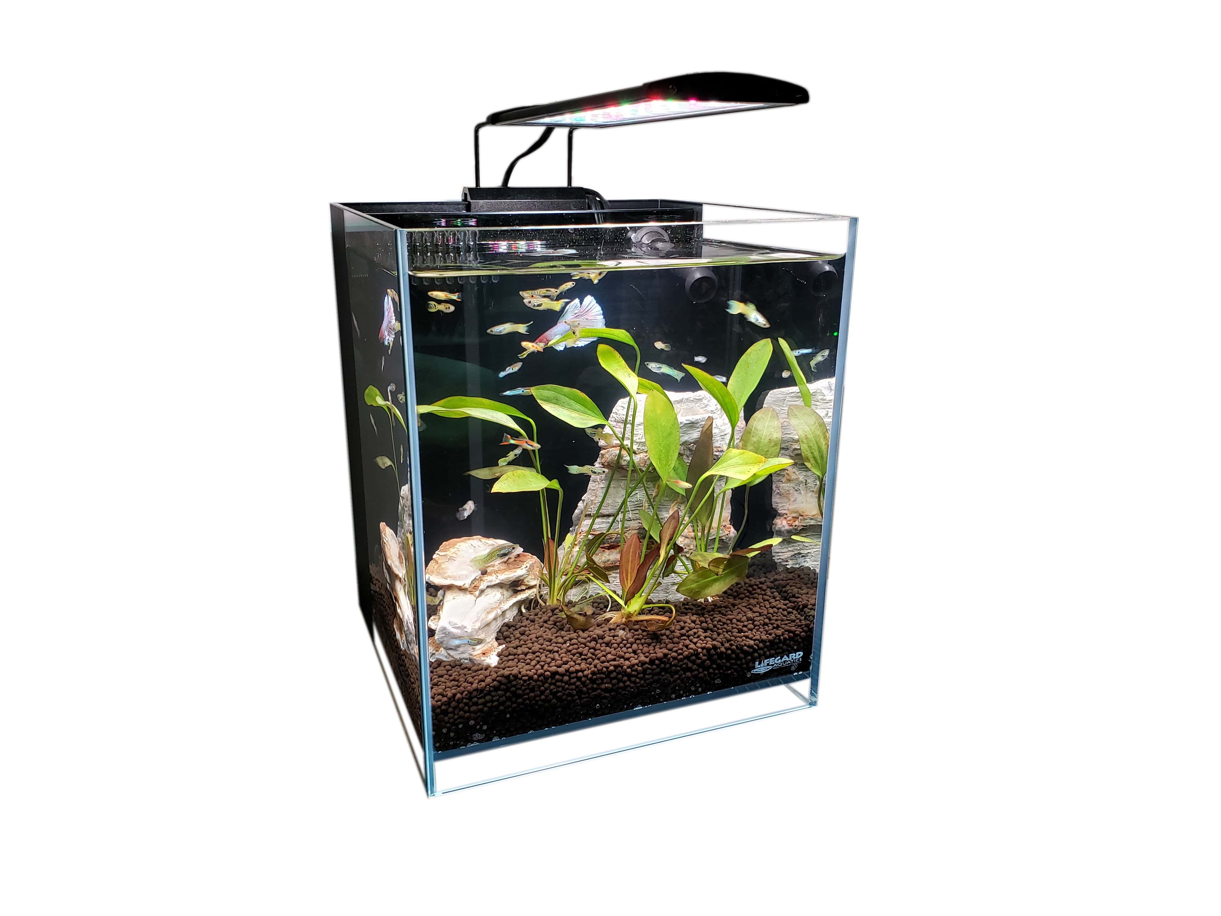 8 Gallon All in One Aquarium Kit by Lifegard Aquatics front view with fish inside