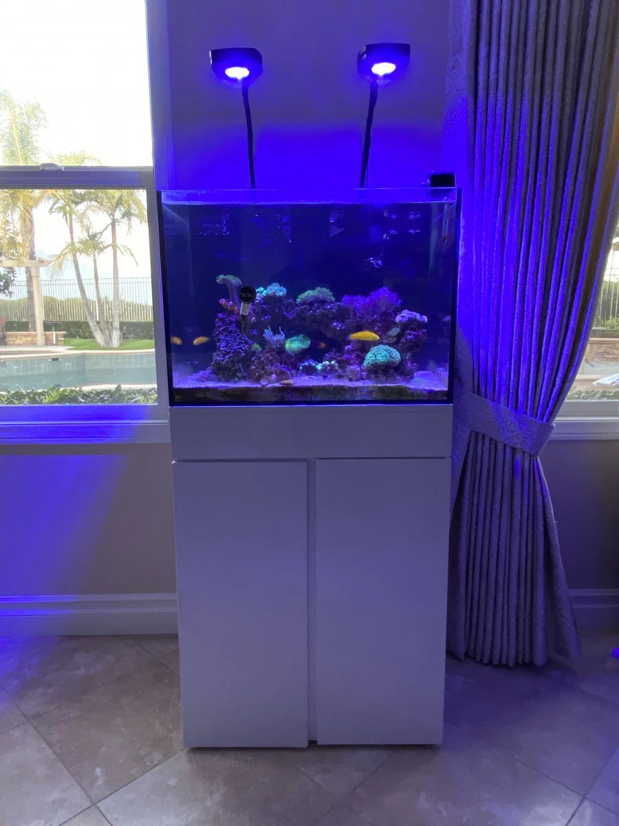 JBJ 25 Gallon Rimless Saltwater Aquarium with Stand reef in home next to a window