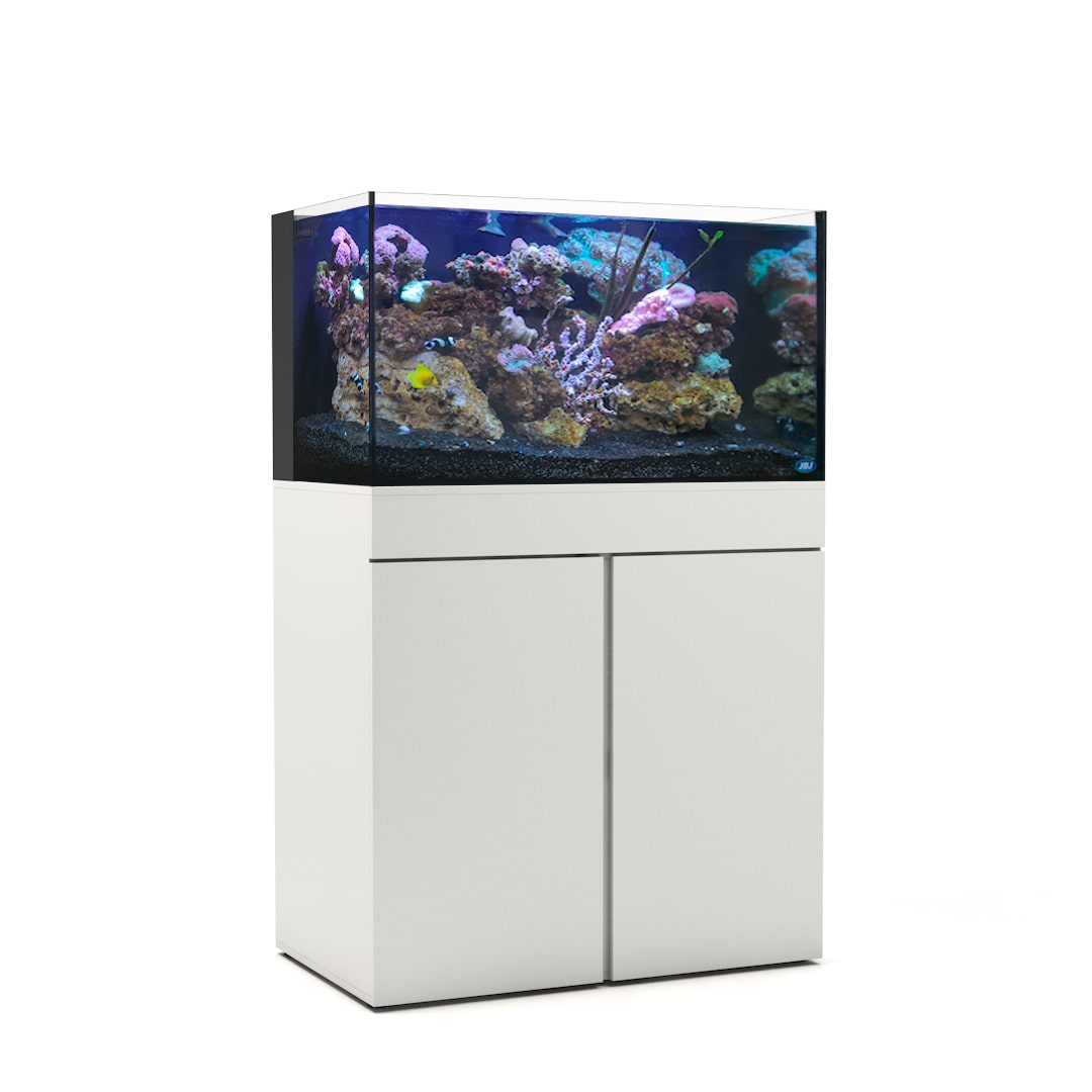 JBJ 65 gallon aquarium front view with corals and fish in it 